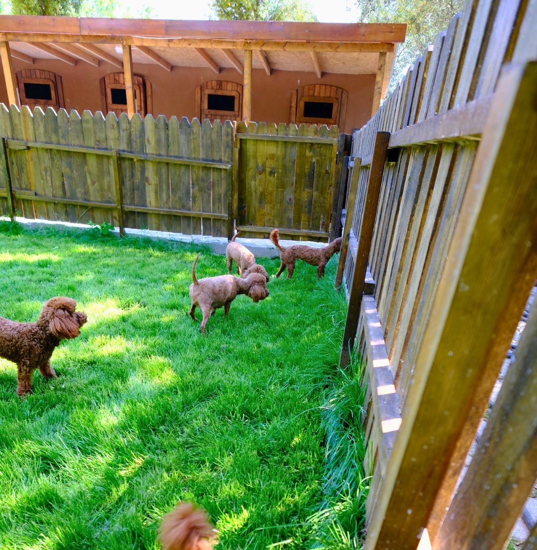 Yalova Köpek Otelinde Bir Gün Nasıl Geçiyor?